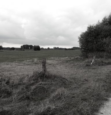 wegwarte