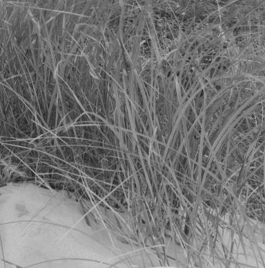 gras am gebälk 
