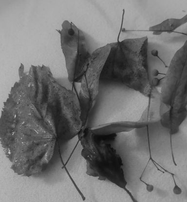 les feuilles mortes