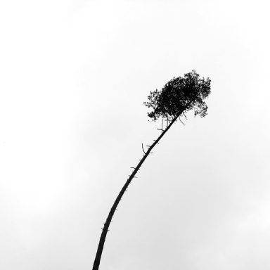 weiße gräser