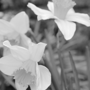 zwischen narzissen und huflattich